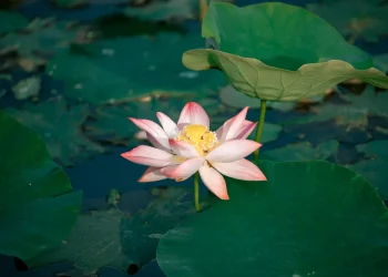 Bạc Liêu: Hội Từ thiện chùa Long Phước trao quà cho các nạn nhân bị tai nạn giao thông
