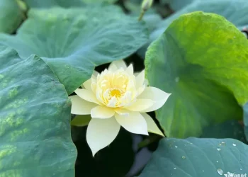 Bạc Liêu: Lễ Tam Thất Trai Tuần Cố Ni trưởng Thượng Huệ Hạ Nghiêm