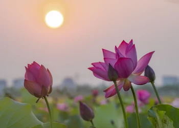 Bạc Liêu: Công văn Về việc tổ chức khóa tu mùa hè cho thanh, thiếu niên Phật tử và học sinh hè 2022